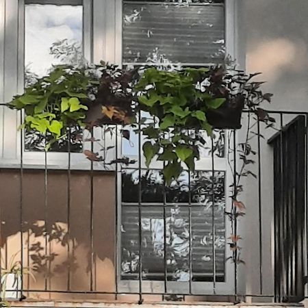 Apartament Jak W Domu Zamość Eksteriør bilde